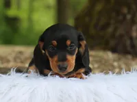 Ojay, a male Miniature Dachshund for sale in Fresno, OH – 3 of 4