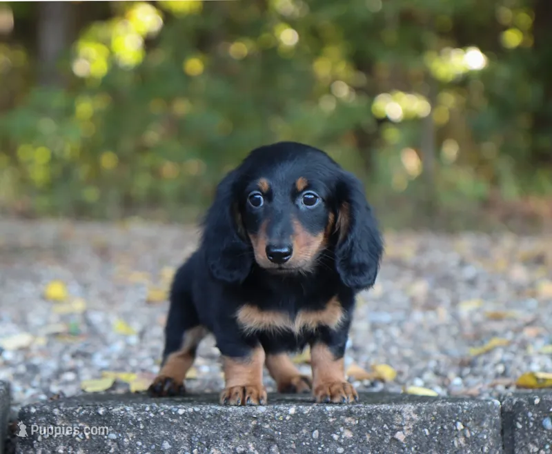 Alex  – Miniature Dachshund puppy for sale in Fresno, OH