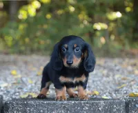 Alex , a male Miniature Dachshund for sale in Fresno, OH – 1 of 3