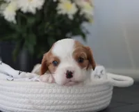 Nick, a male Cavalier King Charles Spaniel for sale in Fresno, OH – 4 of 4