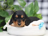 Mateo, a male Miniature Dachshund for sale in Fresno, OH – Photo 1 of 6