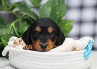 Mateo, a male Miniature Dachshund for sale in Fresno, OH – Photo 3 of 6