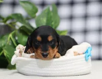 Mateo, a male Miniature Dachshund for sale in Fresno, OH – Photo 2 of 6