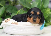 Mateo, a male Miniature Dachshund for sale in Fresno, OH – Photo 4 of 6