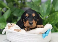 Mateo, a male Miniature Dachshund for sale in Fresno, OH – Photo 6 of 6