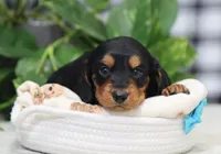 Mateo, a male Miniature Dachshund for sale in Fresno, OH – Photo 5 of 6