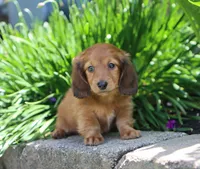 Chloe, a female Miniature Dachshund for sale in Fresno, OH – 4 of 5