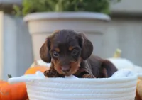 Lilly, a male Miniature Dachshund for sale in Fresno, OH – 3 of 5