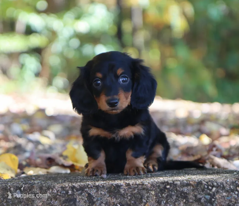 Lexi – Miniature Dachshund puppy for sale in Fresno, OH