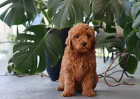 Ivy, a female Miniature Goldendoodle for sale in Fresno, OH – 4 of 4