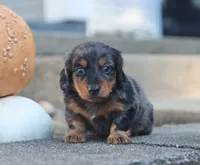 Patrick, a male Miniature Dachshund for sale in Fresno, OH – 5 of 7