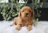 Aria, a male Miniature Goldendoodle for sale in Fresno, OH – 3 of 3