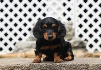 Myles, a male Miniature Dachshund for sale in Fresno, OH – 2 of 4