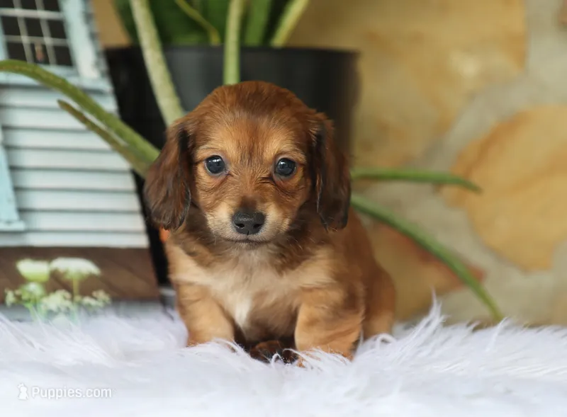 Yuna – Miniature Dachshund puppy for sale in Fresno, OH