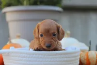 Lacey, a female Miniature Dachshund for sale in Fresno, OH – 2 of 3