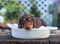 Umar, a male Miniature Dachshund for sale in Fresno, OH – 2 of 3