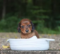 Asher , a male Miniature Dachshund for sale in Fresno, OH – 4 of 4