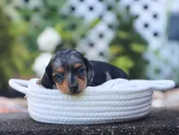 Uriella, a female Miniature Dachshund for sale in Fresno, OH – 3 of 5