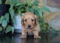 Flora, a female Miniature Dachshund for sale in Fresno, OH – 4 of 6