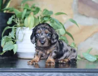 Diana, a female Dachshund for sale in Fresno, OH – 2 of 5