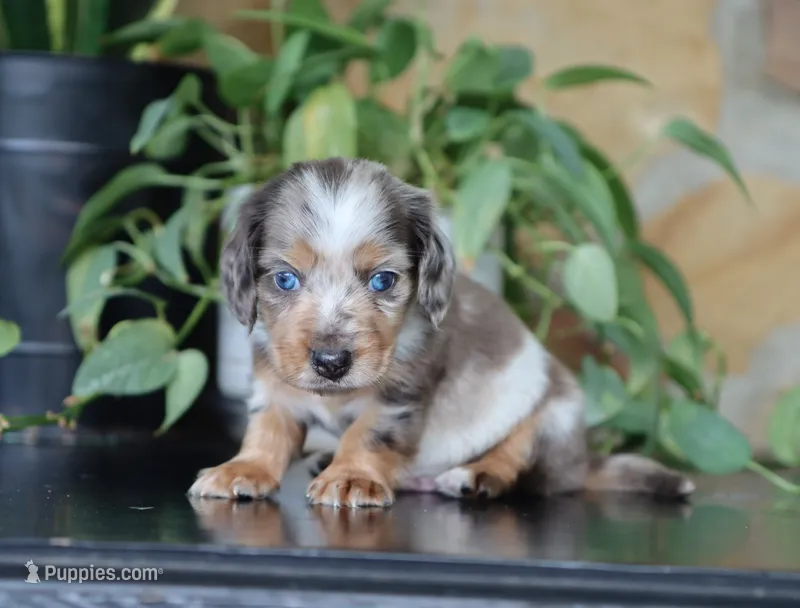 Dominic – Dachshund puppy for sale in Fresno, OH