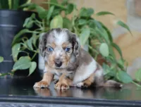 Dominic, a male Dachshund for sale in Fresno, OH – 1 of 4