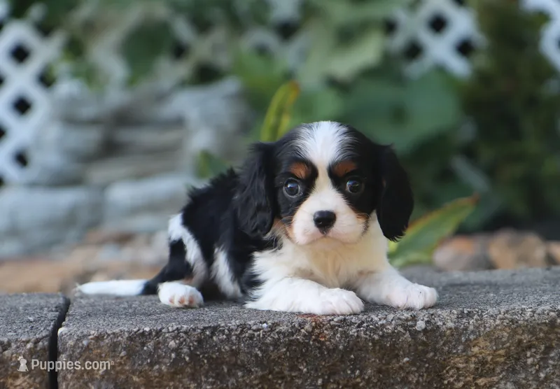 Kash – Cavalier King Charles Spaniel puppy for sale in Fresno, OH