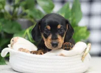 Ojay, a male Miniature Dachshund for sale in Fresno, OH – Photo 2 of 4