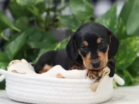 Ojay, a male Miniature Dachshund for sale in Fresno, OH – Photo 4 of 4