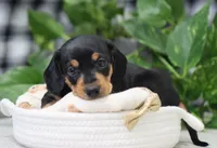 Ojay, a male Miniature Dachshund for sale in Fresno, OH – Photo 1 of 4