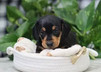 Ojay, a male Miniature Dachshund for sale in Fresno, OH – Photo 3 of 4