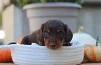Lilly, a male Miniature Dachshund for sale in Fresno, OH – 5 of 5