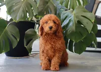 Inez, a female Miniature Goldendoodle for sale in Fresno, OH – 5 of 5