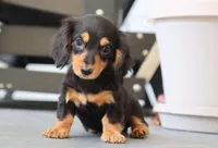 Karter, a male Dachshund for sale in Fresno, OH – 4 of 4