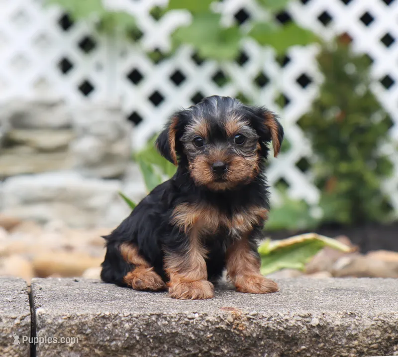Evelyn – Yorkshire Terrier puppy for sale in Fresno, OH