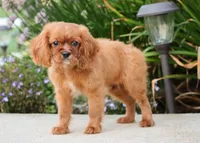 Tanner, a male Cavalier King Charles Spaniel for sale in Fresno, OH – 2 of 5