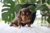 Kai, a male Dachshund for sale in Fresno, OH – 3 of 4