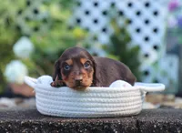 Umar, a male Miniature Dachshund for sale in Fresno, OH – 3 of 3