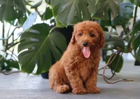 Ivory, a female Miniature Goldendoodle for sale in Fresno, OH – 2 of 4