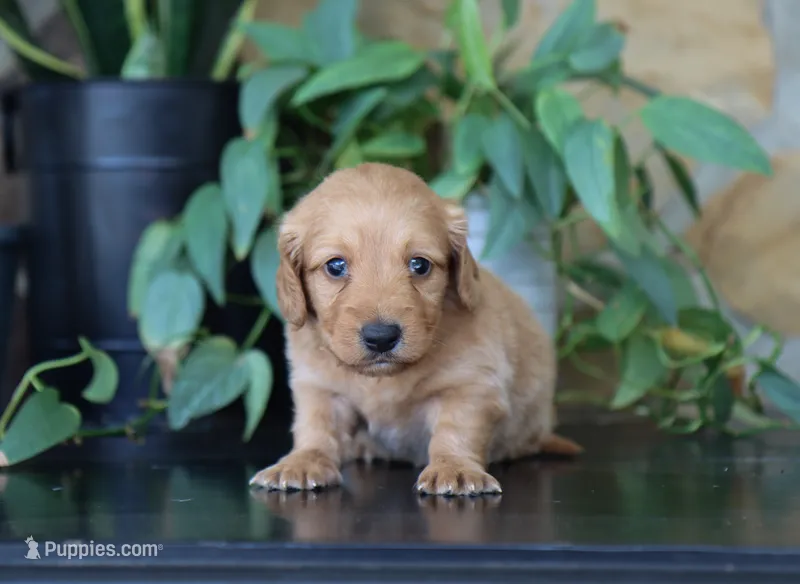 Flora – Miniature Dachshund puppy for sale in Fresno, OH