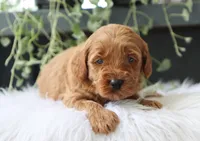 Aamir, a male Miniature Goldendoodle for sale in Fresno, OH – 5 of 5