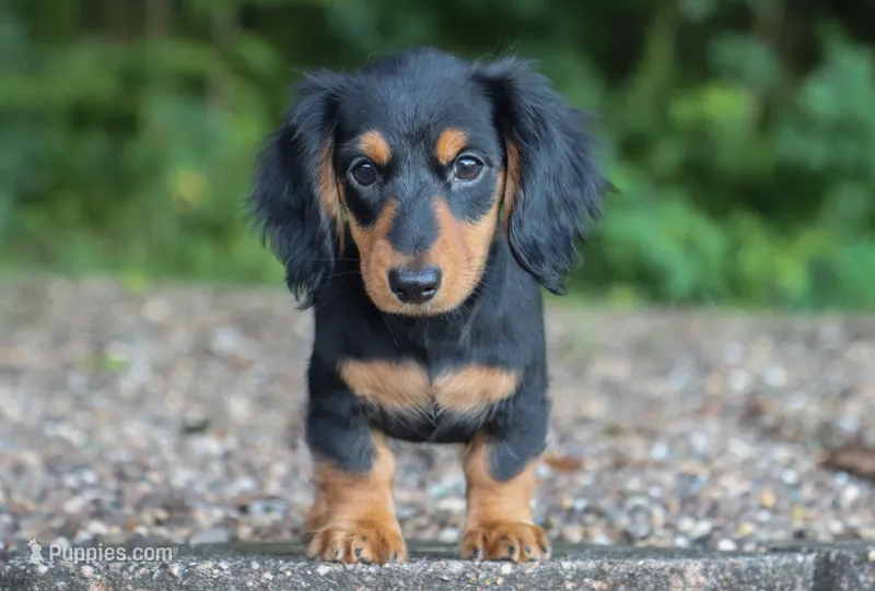 Khloe – Miniature Dachshund puppy for sale in Fresno, OH