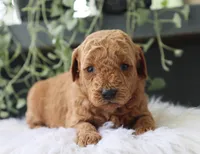 Asher, a male Miniature Goldendoodle for sale in Fresno, OH – 2 of 3