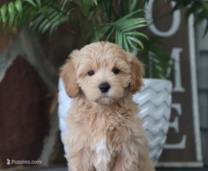 Seth – Maltipoo puppy for sale in Fresno, OH