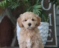 Seth, a male Maltipoo for sale in Fresno, OH – 1 of 5