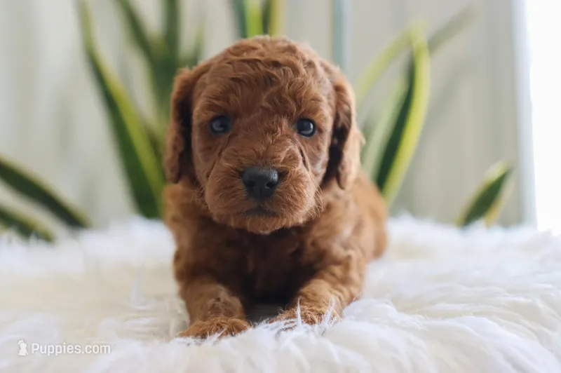 Inez – Miniature Goldendoodle puppy for sale in Fresno, OH