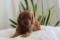 Inez, a female Miniature Goldendoodle for sale in Fresno, OH – Photo 2 of 3