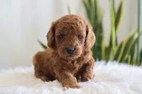 Inez, a female Miniature Goldendoodle for sale in Fresno, OH – Photo 3 of 3