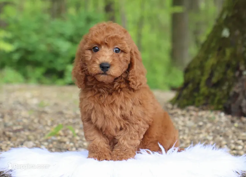 Inez – Miniature Goldendoodle puppy for sale in Fresno, OH
