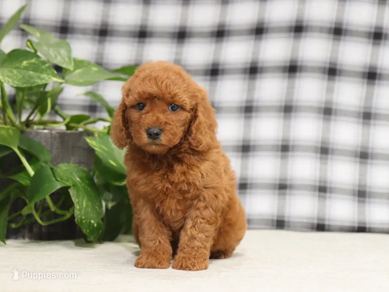 Inez – Miniature Goldendoodle puppy for sale in Fresno, OH